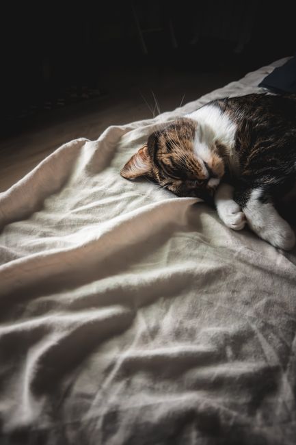 sleeping scaled